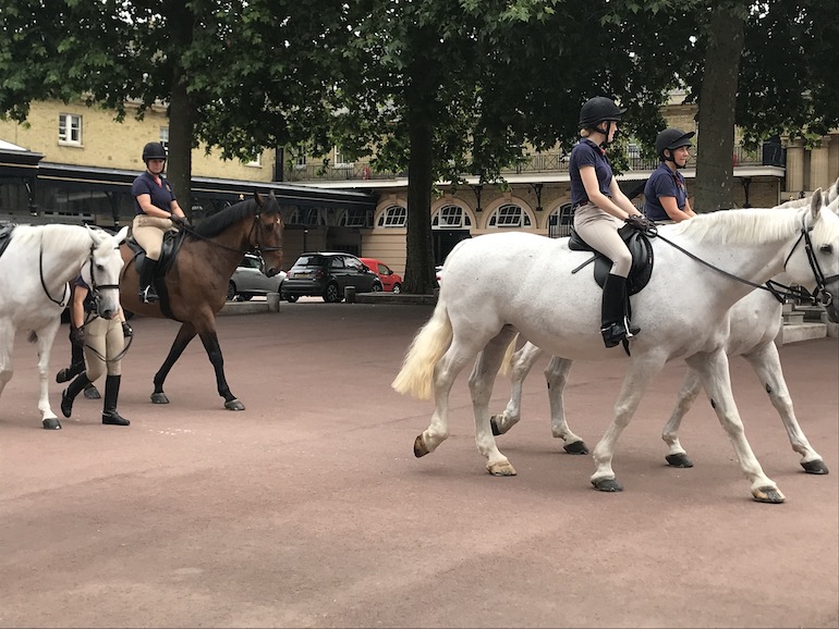 Horses at Royal Mews in London. Photo Credit: ©  Edwin Lerner. 