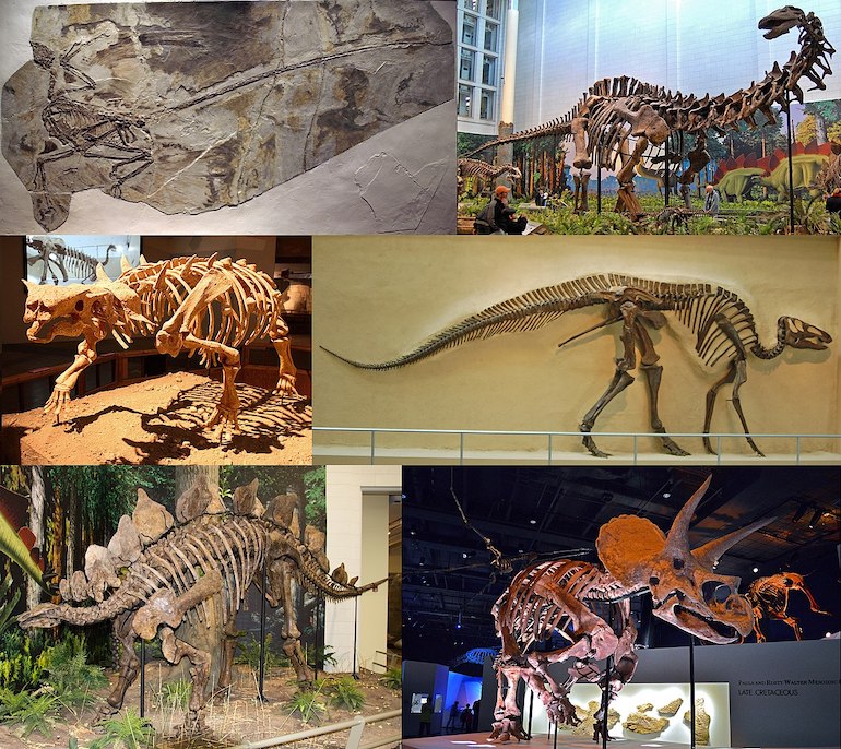 Montage of six dinosaur fossils. Photo Credit: © DrKay via Wikimedia Commons.