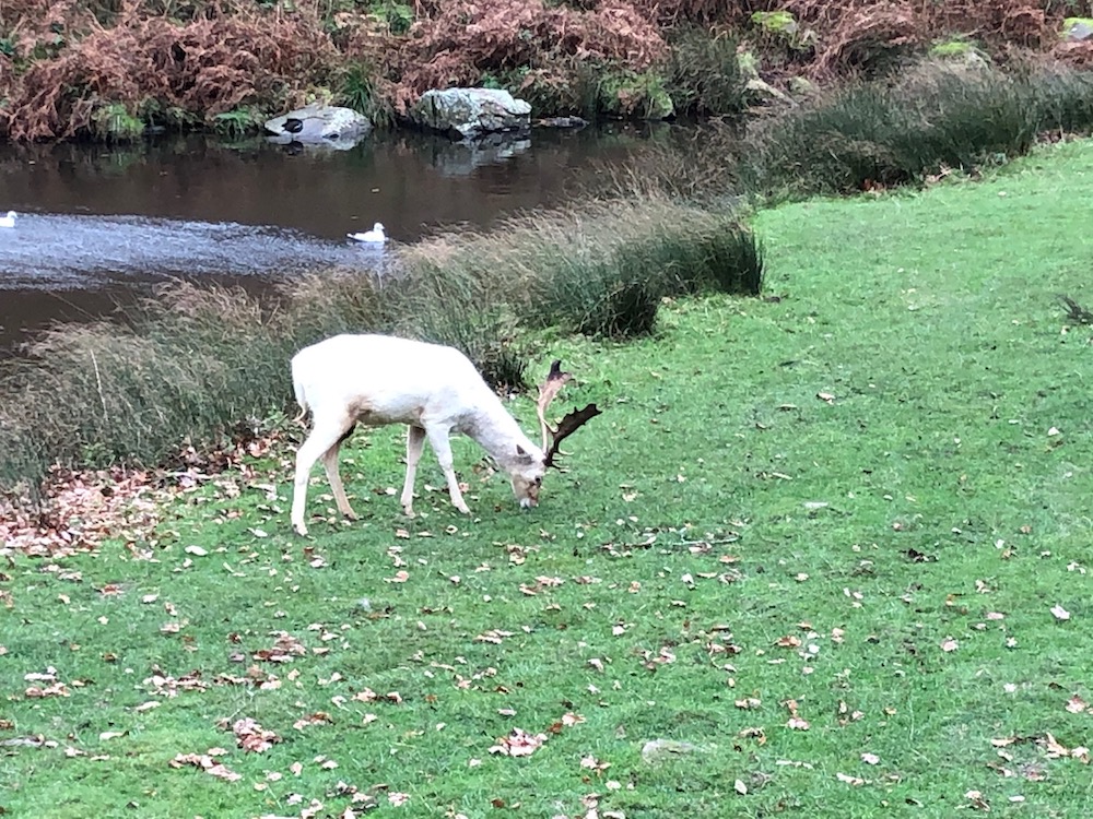 Bradgate Grounds. Photo Credit: © Gail Jones.