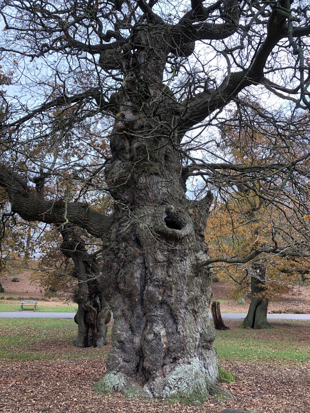 Oaktree in Bradgate grounds. Photo Credit: © Gail Jones.