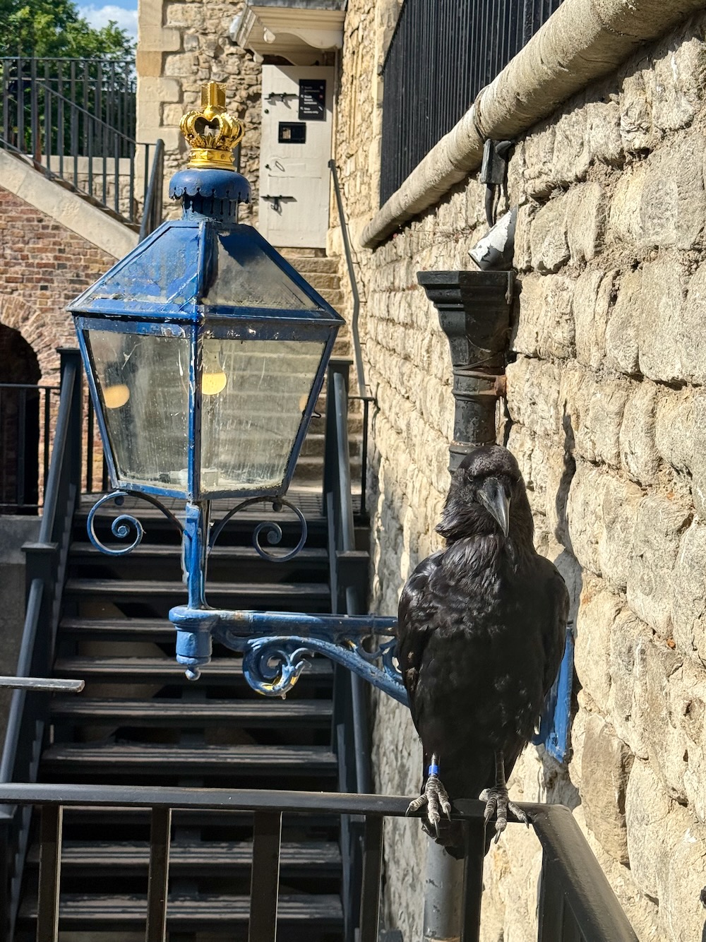 Raven at the Tower of London. Photo Credit: © Ursula Petula Barzey.
