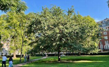 Grosvenor Square London. Photo Credit: © Ursula Petula Barzey.