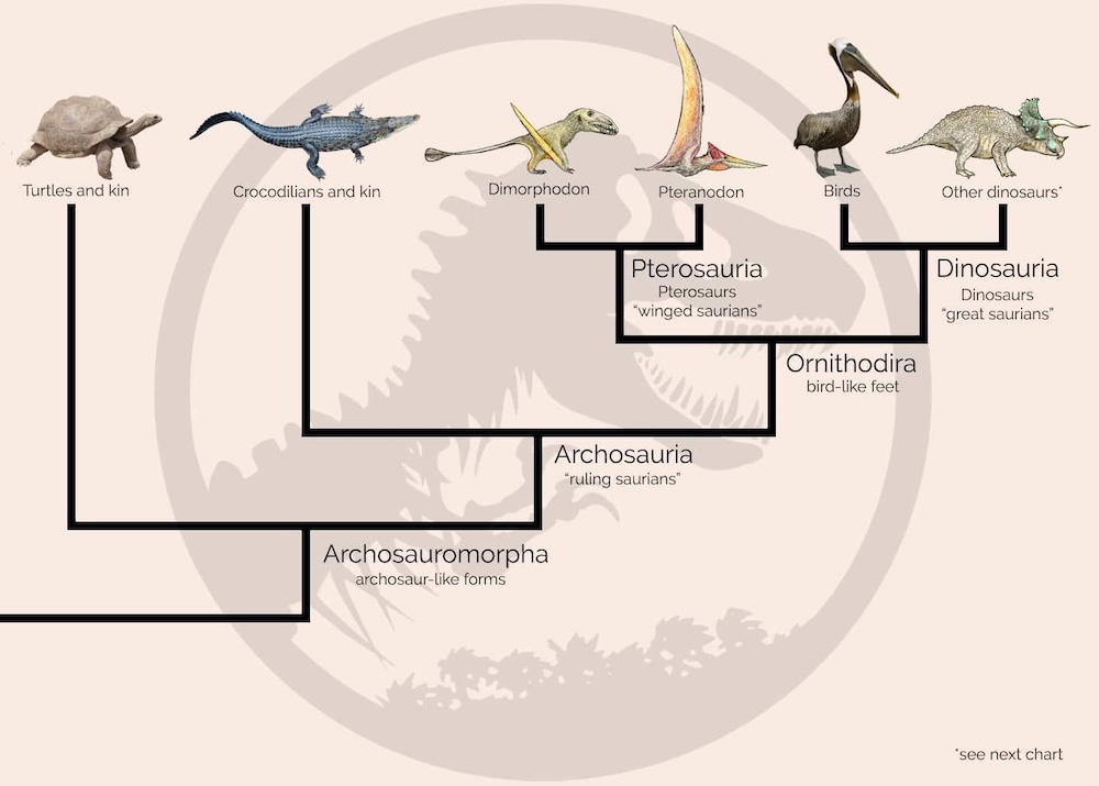 Archosaurs clade descendants crocodiles pterosaurs dinosaurs and birds