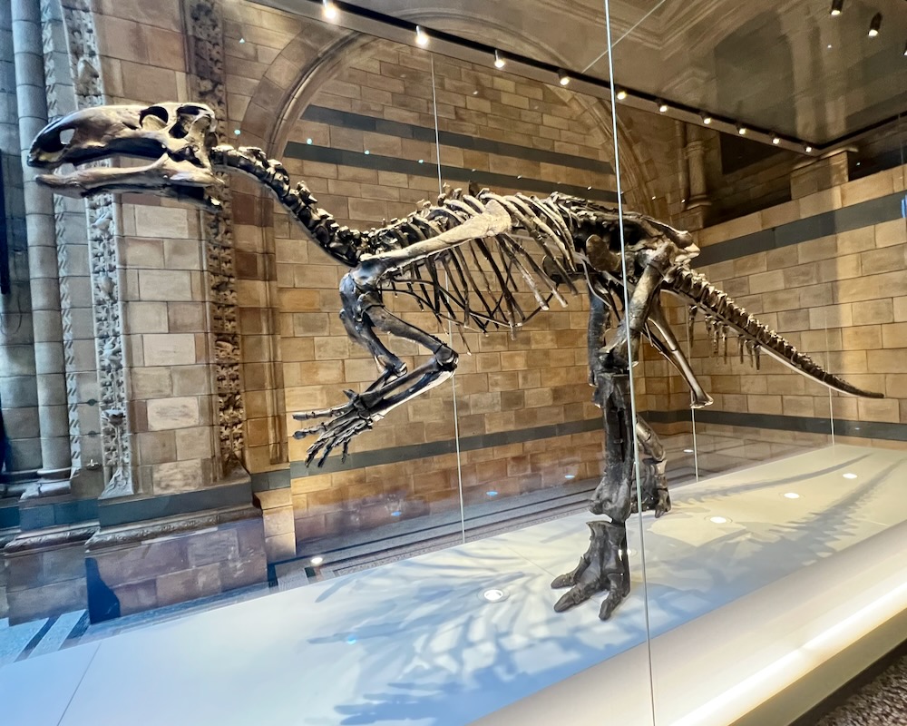 Dinosaur, Mantellisaurus atherfieldensis at Natural History Museum in London. Photo Credit: © Ursula Petula Barzey.