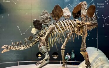 Most intact Stegosaurus fossil at Natural History Museum in London. Photo Credit: © Ursula Petula Barzey.
