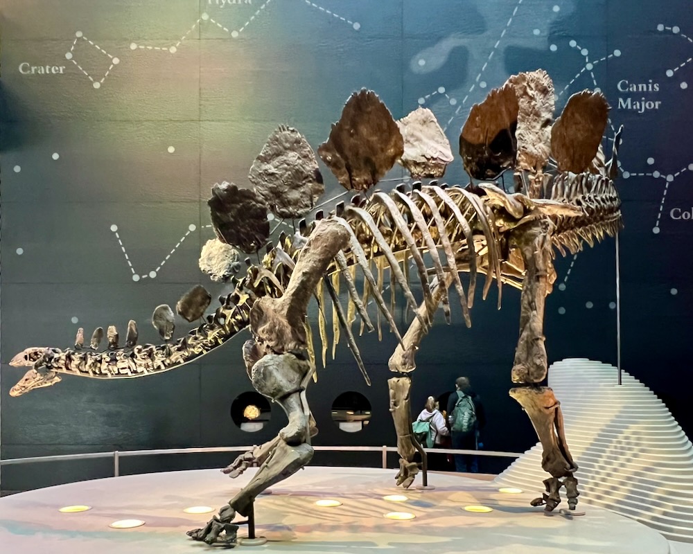Most intact Stegosaurus fossil at Natural History Museum in London. Photo Credit: © Ursula Petula Barzey.
